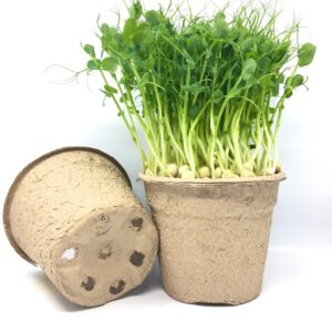 Ekologický kvetináč 12cm