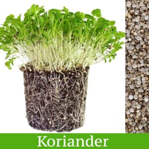 Koriander - mikrobylinky semená 10g