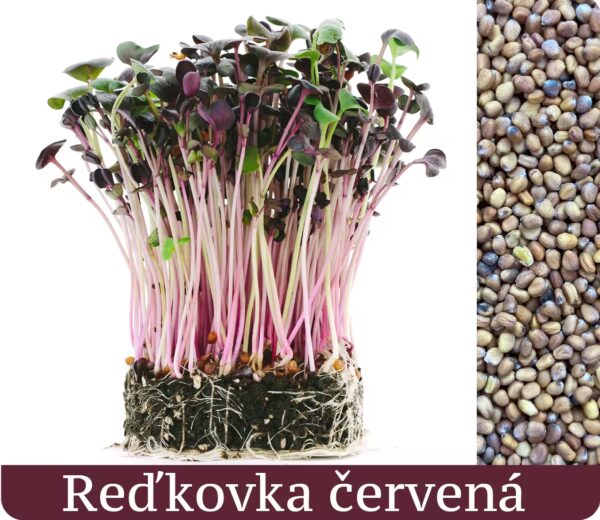 Reďkovka Červená - mikrobylinky semená 50g