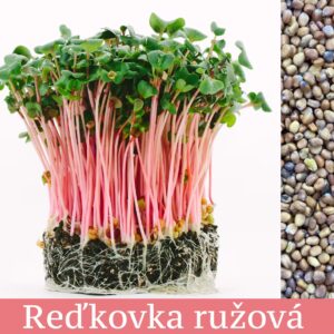 Reďkovka Ružová - mikrobylinky semená 50g