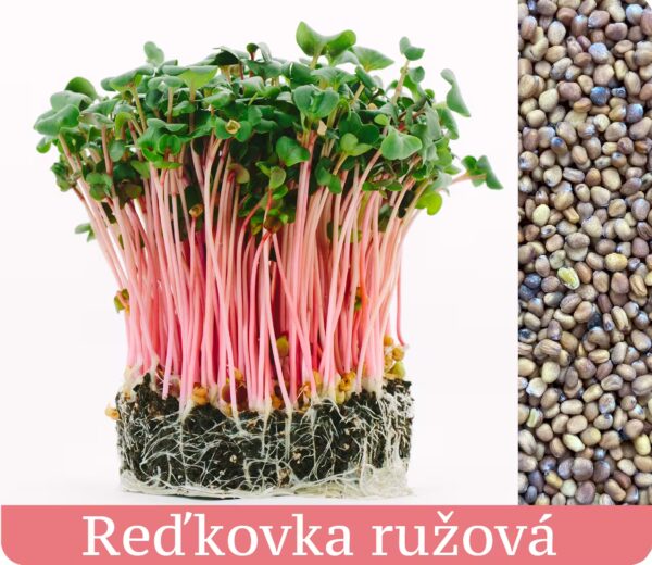 reďkovka ružová mikrozelenina semená