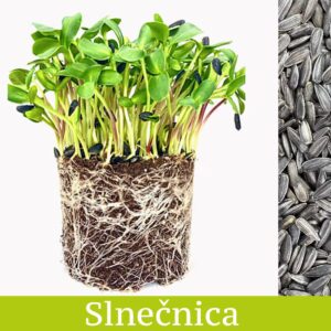 Slnečnica - mikrobylinky semená 50g
