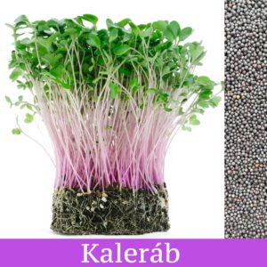 Kaleráb Fialový - mikrobylinky semená 50g