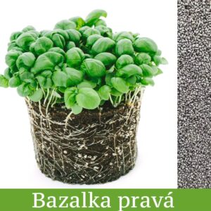 Bazalka Pravá - mikrobylinky semená 5g