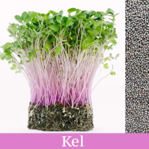 Kel - mikrobylinky semená 50g