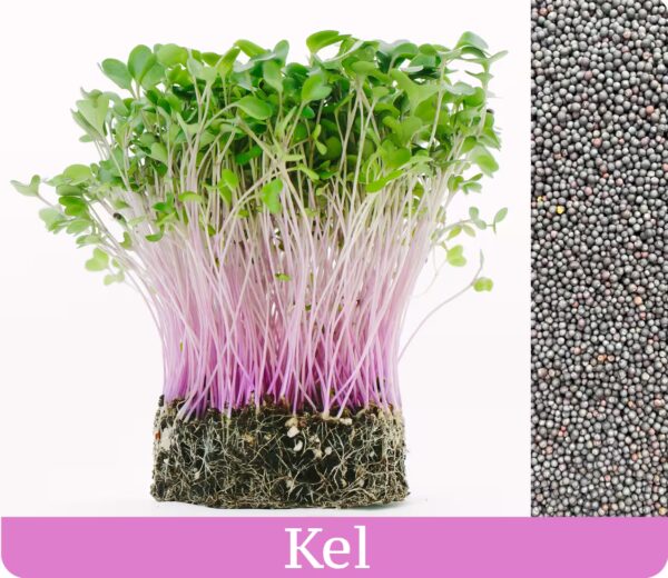 Kel - mikrobylinky semená 50g