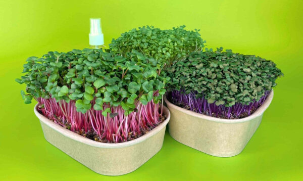 AKCIA Darčeková Sada Mikrozelenina VitaMix - Image 4