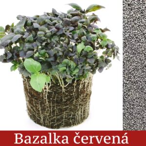 Bazalka červená vypestovaná ako mikrobylinky a semená bazalky červenej