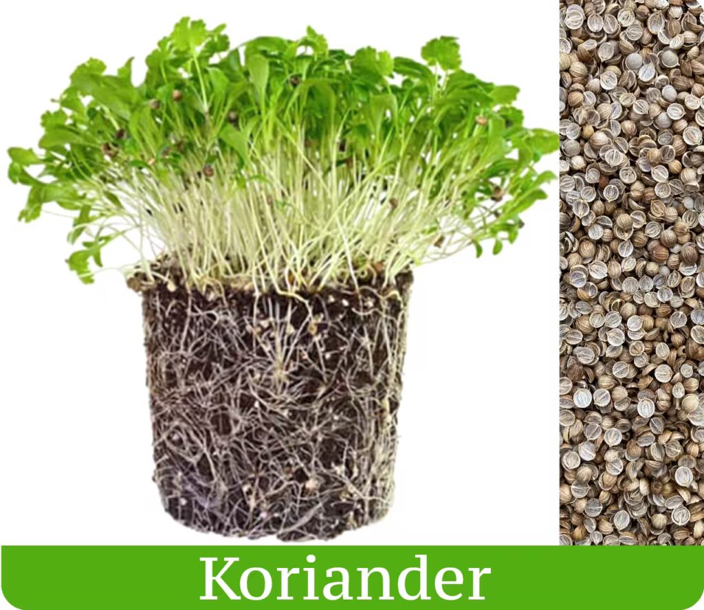 koriander vypestovaný ako mikrobylinky a semená na pestovanie microgreens