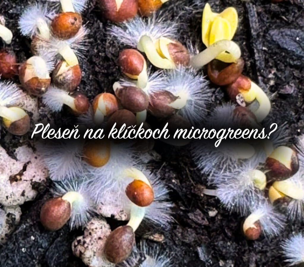 koreňové chĺpky microgreens