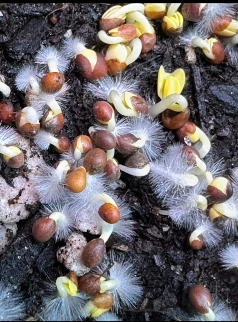 koreňové chĺpky alebo pleseň na klíčkoch microgreens pri domácom pestovaní mikrozeleniny a mikrobyliniek
