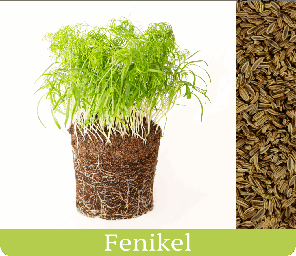 fenikel vypestované mikrobylinky