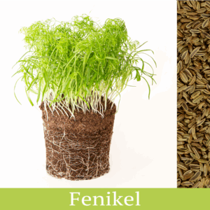 fenikel vypestované mikrobylinky