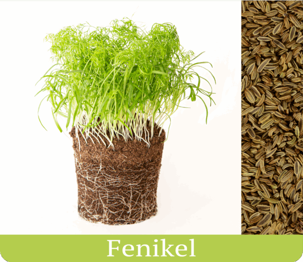 fenikel vypestované mikrobylinky