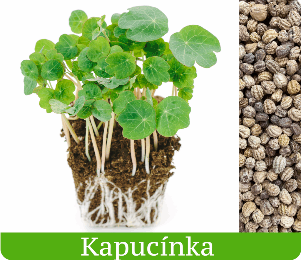 Semienka kapucínky Microgreens Slovakia a vypestovaný kelímok pikantnej mikrobylinky