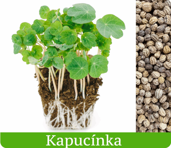 Semienka kapucínky Microgreens Slovakia a vypestovaný kelímok pikantnej mikrobylinky