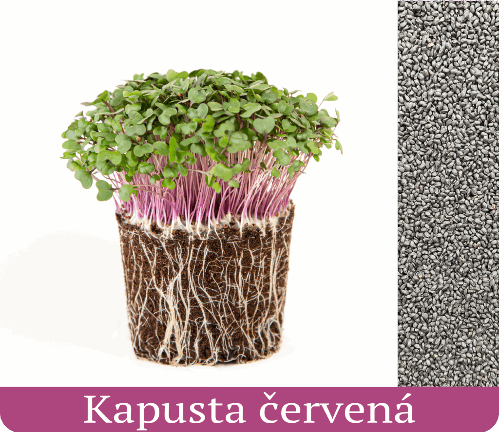 kapusta červená vypestované výhonky mikrozelenina
