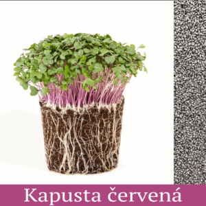 kapusta červená vypestované výhonky mikrozelenina