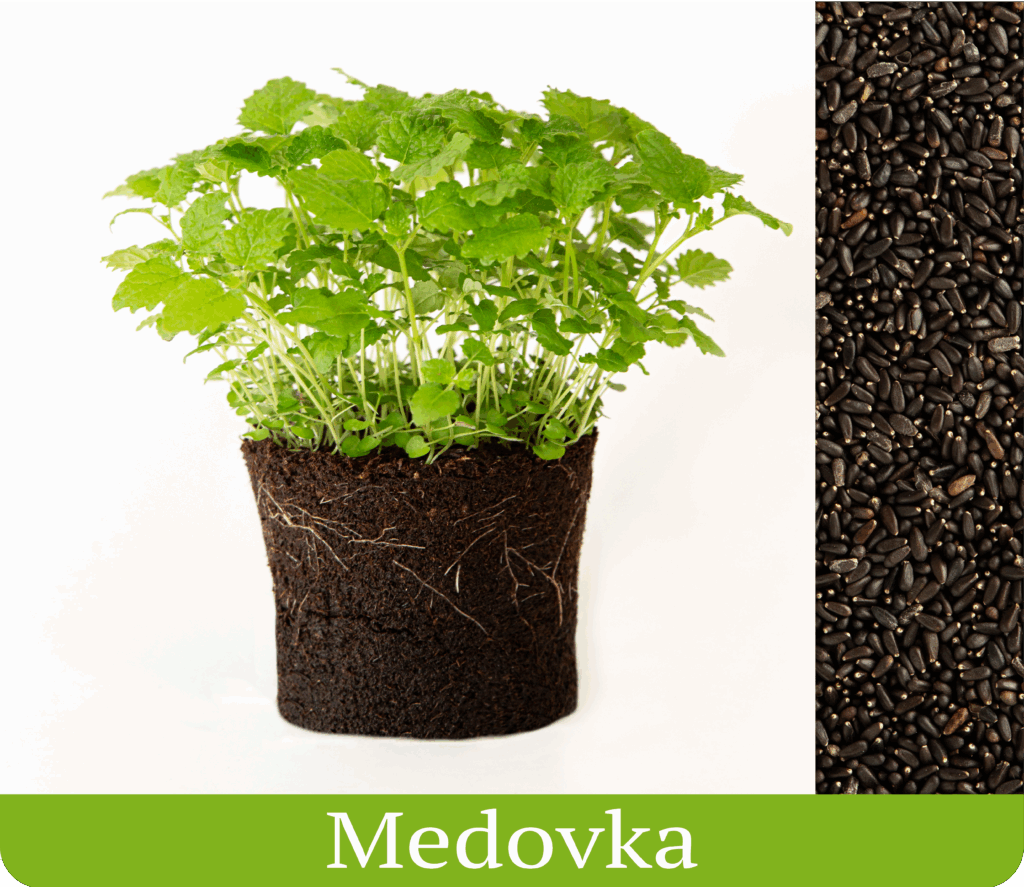 medovka vypestované mikrobylinky