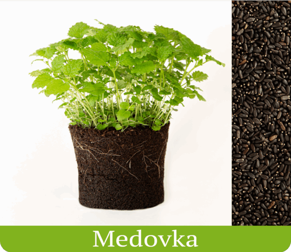 medovka vypestované mikrobylinky