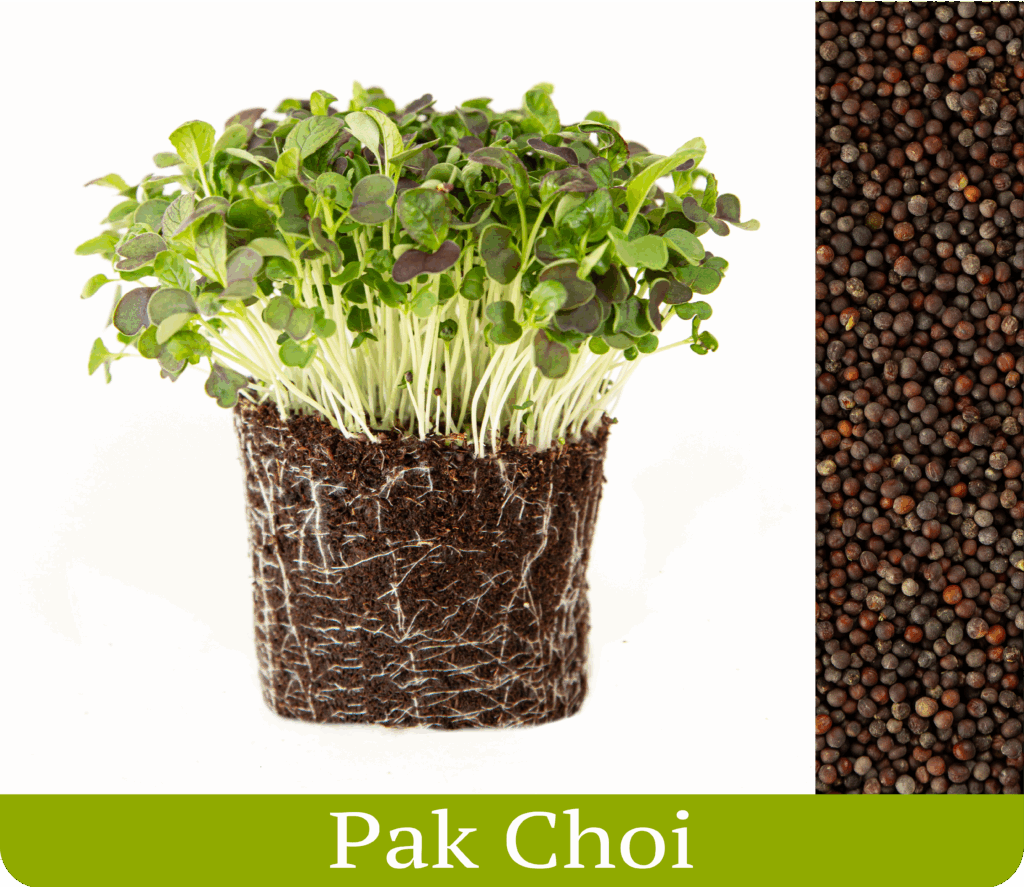 pak choi čínska kapusta vypestované výhonky microgreens