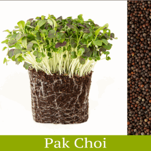 pak choi čínska kapusta vypestované výhonky microgreens