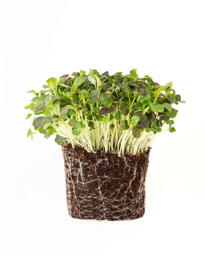 vypestované mikrobylinky pak choi