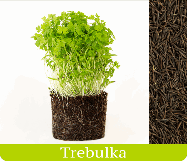 trebuľka vypestované mikrobylinky