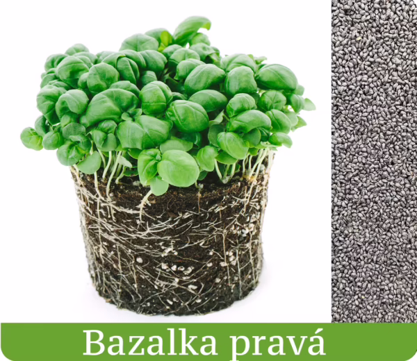bazalka vypestovaná ako mikrobylinka