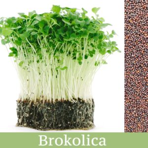 Brokolica vypestovaná ako výhonky mikrozeleniny od Microgreens Slovakia