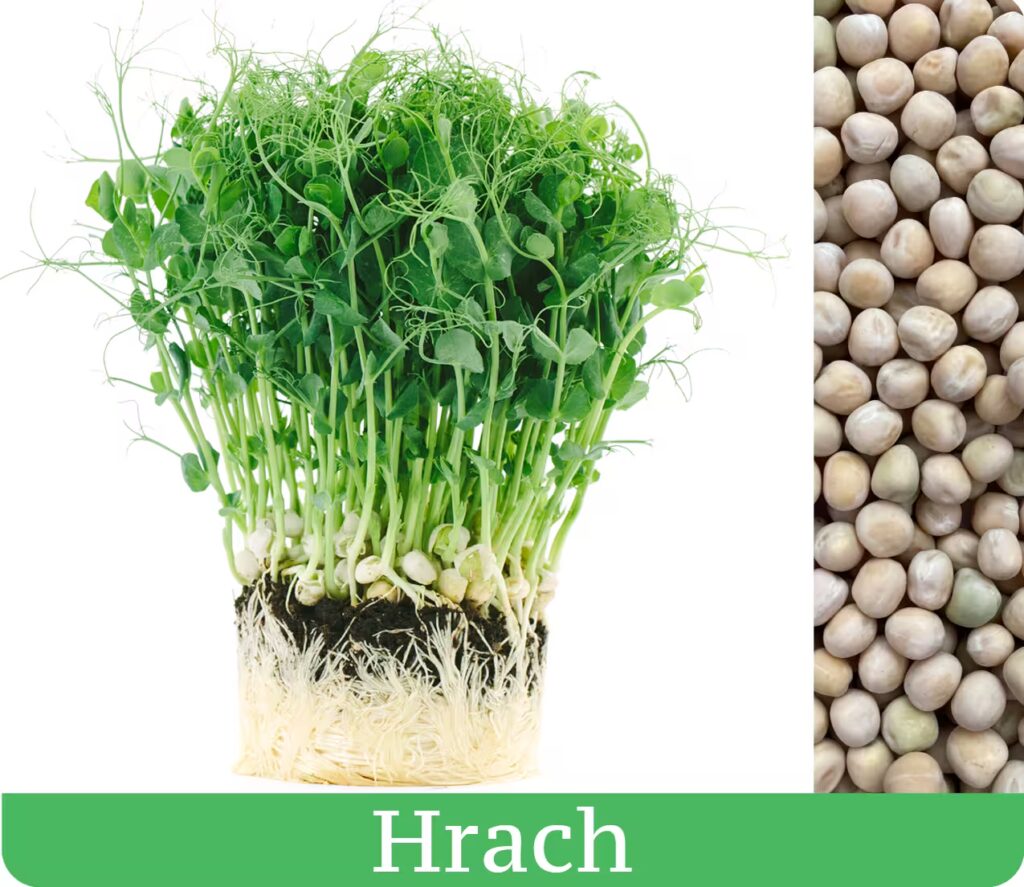 hrášok vyperstovaný ako mikrozelenina výhonky microgreens