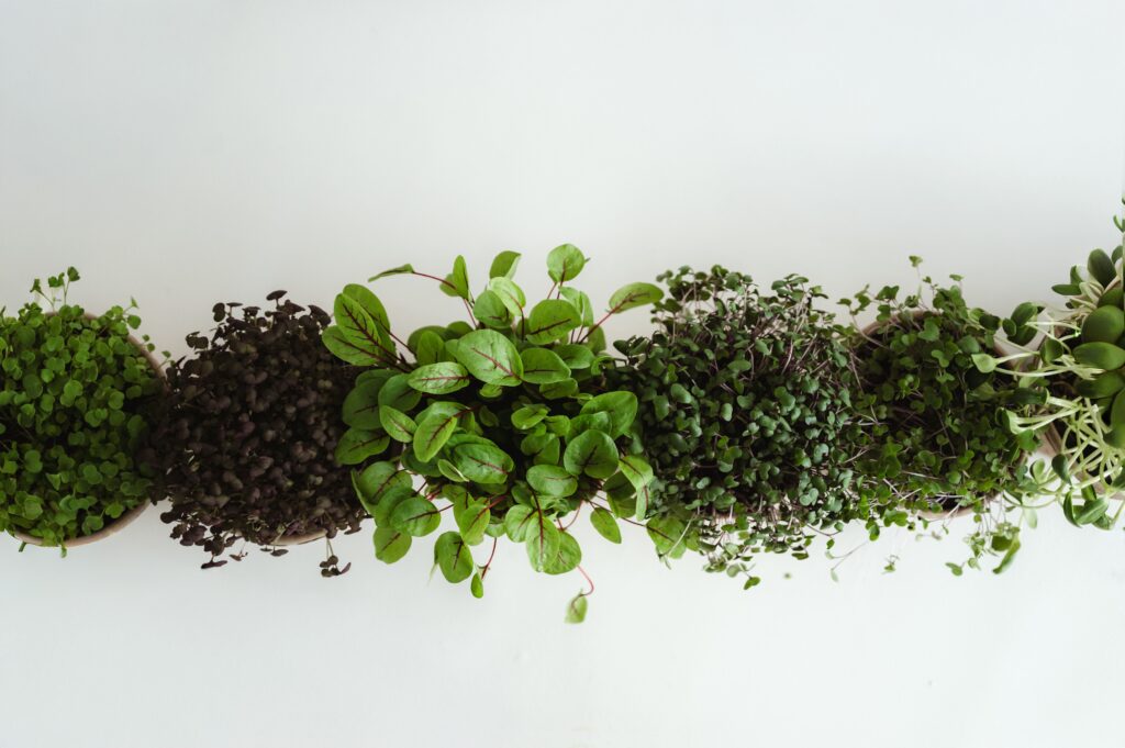 vypestované mikrobylinky z mikrofarmy microgreens slovakia